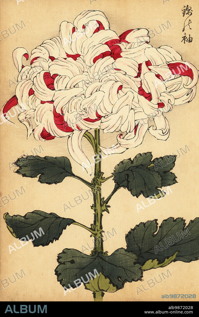 Hybrid white and scarlet chrysanthemum, Chrysanthemum indicum. Handcoloured woodblock print after Keika Hasegawa from Keika Hyakugiku, Keika's 100 Chrysanthemums, published by Naosaburo Yamada, Kyoto, Japan, 1893. Keika Hasegawa drew flowers and patterns for kimono in Kyoto in the final years of the 19th century.