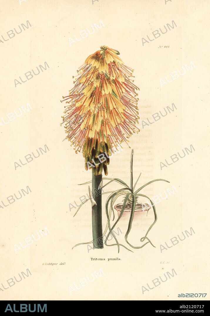 Dwarf red hot poker or torch lily, Kniphofia pumila. Handcoloured copperplate engraving by George Cooke from an illustration by George Loddiges from Conrad Loddiges' Botanical Cabinet, London, 1810.