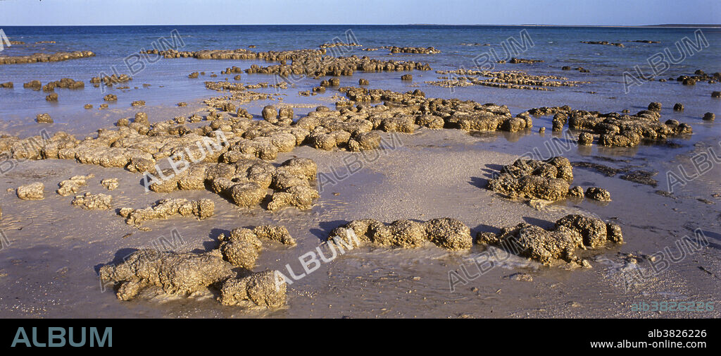 Stromatolites (living fossils) at Hamelin Pool Marine Nature Reserve in the Shark Bay World Heritage Site of Western Australia. Stromatolites are the oldest living organisms on the planet. They have survived because of their ability to inhabit hyper-saline waters.