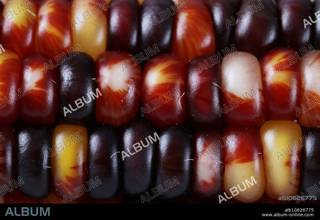 Ears of Indian corn (Zea mays indurata), a multi-coloured variety of corn. This type of corn is edible and also used for decorative purposes. Variation in kernel pigmentation is due to mobile generic elements (transposons).