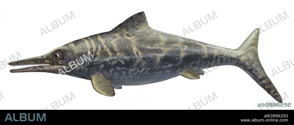 Ophthalmosaurus discus, a prehistoric animal from the Late Jurassic period.