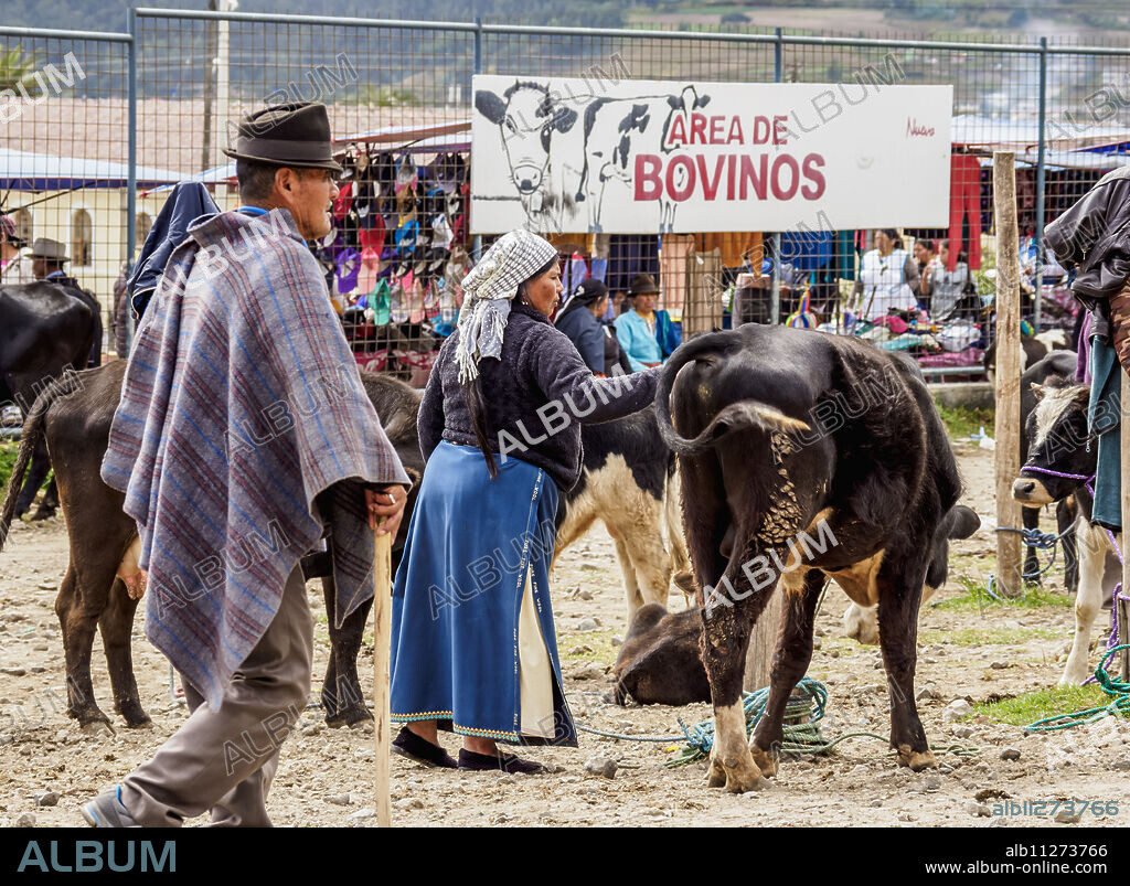 Saturday Livestock Market, Otavalo, Imbabura Province, Ecuador, South America.