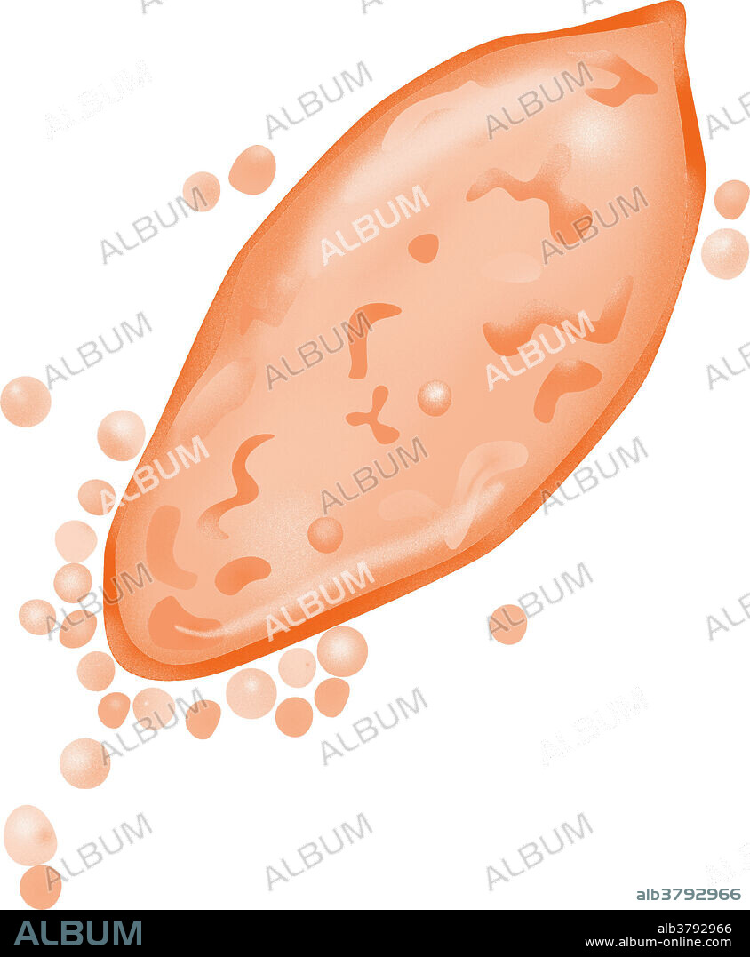 Miracidium, a small free-living larval stage of parasitic flatworms in the class Trematoda. The parasitic worm causes schistosomiasis (also known as bilharzia, bilharziosis or snail fever).
