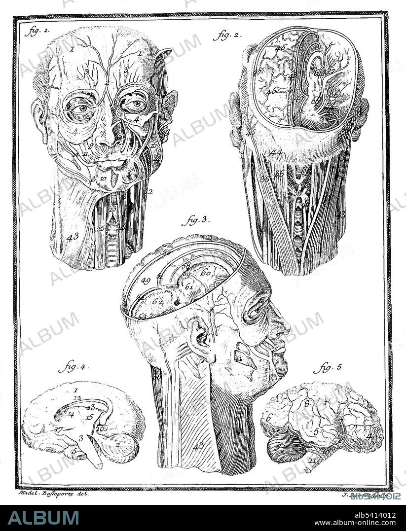 Comte de Buffon: Histoire Naturelle, V.III. Anatomical drawing of human head showing different compartments of the brain.The Histoire Naturelle, générale et particulière, avec la description du Cabinet du Roi (Natural History, General and Particular, with a Description of the King's Cabinet) is an encyclopedic collection of 36 large (quarto) volumes written between 1749-1804 by the Comte de Buffon, and continued in eight more volumes after his death by his colleagues. The books cover what was known of the natural sciences at the time, including what would now be called material science, physics, chemistry and technology as well as the natural history of animals. It is accompanied by some discourses and a theory of the earth by way of introduction, and by supplements including an elegantly written account of the epochs of nature. Georges Louis Leclerc, Comte de Buffon (September 7, 1707 - April 16, 1788) was a French naturalist, mathematician, cosmologist, and encyclopedic author. He epitomizes the revolutionary changes that the Enlightenment brought to the study of nature. More than anyone else, he was responsible for the acceptance of a long-time scale for the history of the earth. He died in 1788 at the age of 80. Engraving by Louis Jean Marie Daubenton, undated.