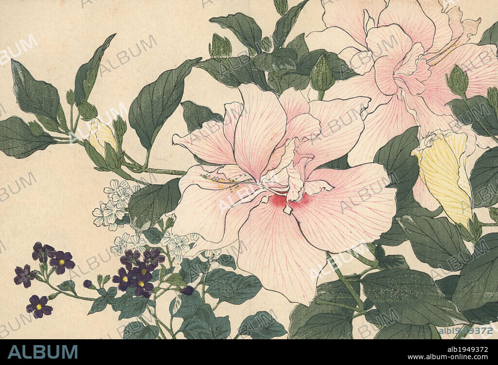 Cotton rosemallow, Hibiscus mutabilis, and bush violet, Browallia speciosa. Handcoloured woodblock print from Konan Tanigami's "Seiyou Sokazufu" (Pictorial Album of Western Plants and Flowers: Summer), Unsodo, Kyoto, 1917. Tanigami (1879-1928) depicted 125 varieties of garden plants through the four seasons.