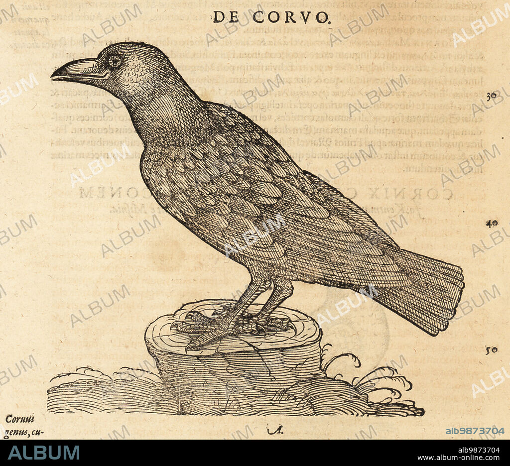 Species of crow, possibly the common raven, Corvus corax. De Avibus, de Corvo, Corvino generi communia quaedam, Corvus species. Woodcut engraving after an illustration by Lucas Schan and Conrad Gessner from Conrad Gessners Historiae Animalium, De avium natura, (Natural history of animals: birds), Frankfurt, Wechel for Cambier, 1585.