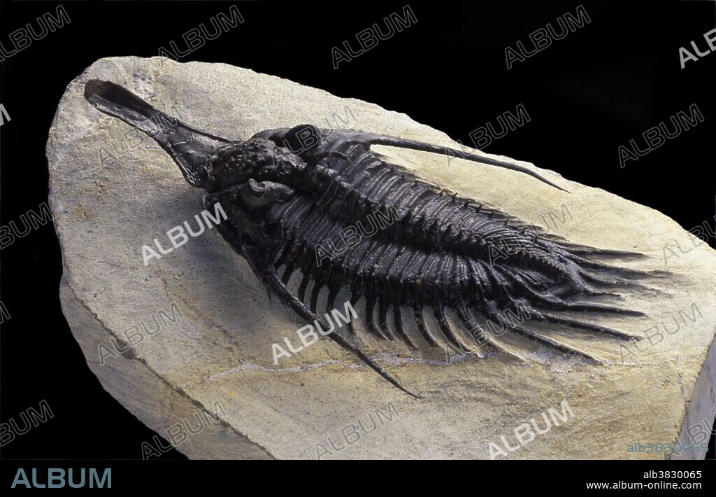 Fossil Trilobite
