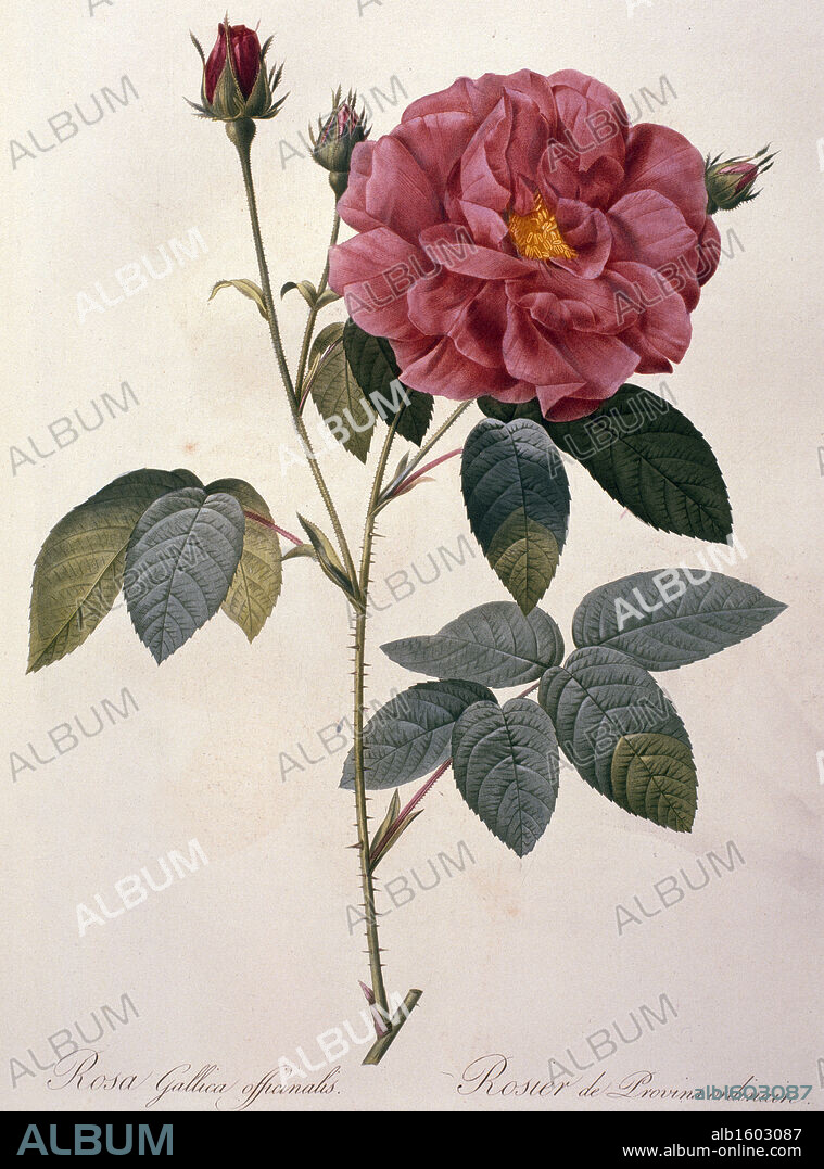Rose (Rosa Gallica),  from Les Roses,  by Pierre Joseph Redoute,  (1759-1804),  USA,  Illinois,  Chicago,  Newberry Library.
