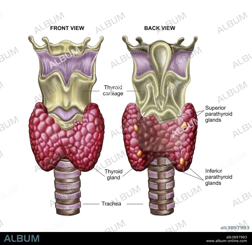 Anatomy of thyroid gland with larynx & cartilage.