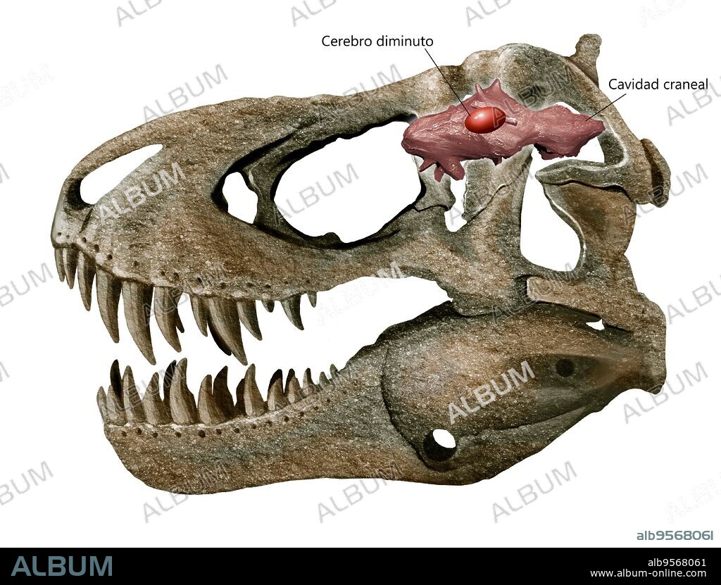 Tyrannosaurus rex skull and brain.