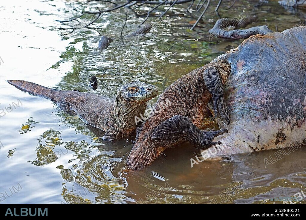 Komodo Dragons (Varanus komodoensis) feeding on the carcass of a buffalo that died in the mangrove area, Rinca Island, Komodo National Park, Indonesia, Asia.