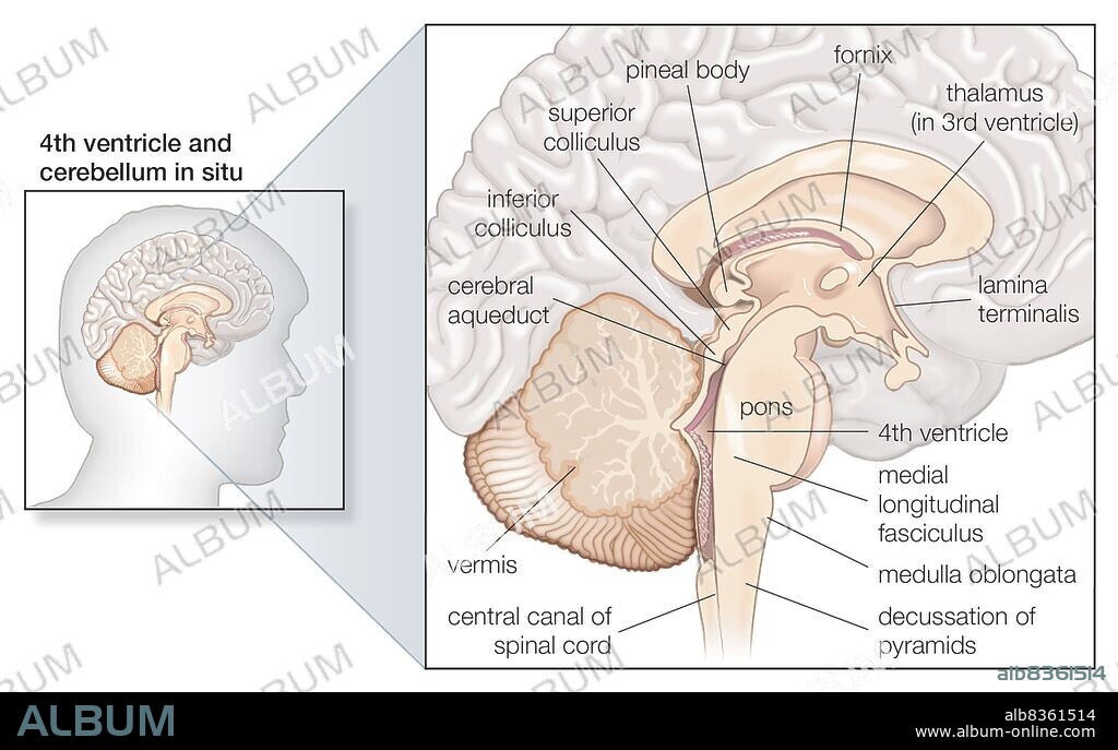 Sagittal section of the human brain, showing structures of the cerebellum, brainstem, and cerebral ventricles.