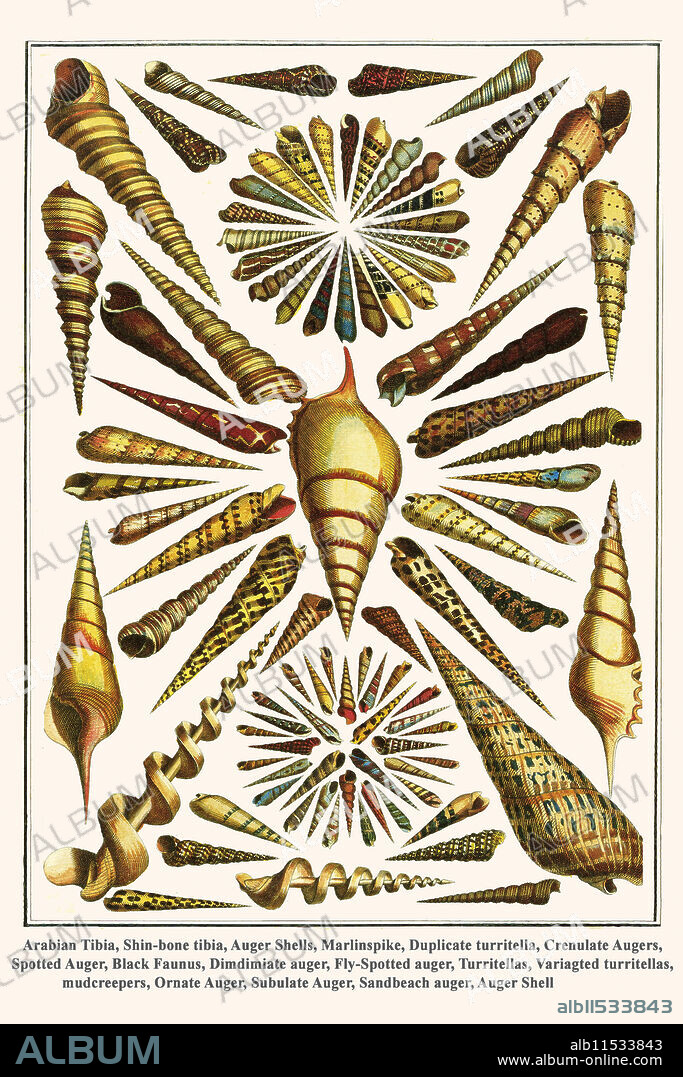 Arabian Tibia, Shin-bone tibia, Auger Shells, Marlinspike, Duplicate turritella, Crenulate Augers, Spotted Auger, Black Faunus, Dimdimiate auger, Fly-Spotted auger, Turritellas, Variagted turritellas, mudcreepers, Ornate Auger, Subulate Auger, Sandbeach auger, Auger Shell  --  Tibia insulaechorab,  Tibia fusus, Teriebridae, Tebebra Maculata, Turritella duplicata, Terebra crenulata, Terebra guttata, Turritella terebra, Faunus ater, Terebra dimidiata, Terebra aereolata, Turritella, Terebra ornata, Terebra subulata, Impages hectica, Terebra.  Albertus Seba (May 12, 1665, Etzel near Friedeburg – May 2, 1736, Amsterdam) was a Dutch pharmacist, zoologist and collector. Seba accumulated one of the largest cabinets of curiosities in the Netherlands during his time. He sold one of his cabinets in 1717 to Peter the Great of Russia. His later collections were auctioned after his death. He published descriptions of his collections in the work Locupletissimi rerum naturalium thesauri accurata descriptio.