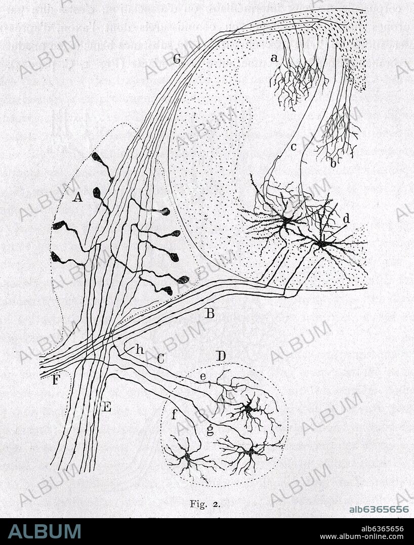 SANTIAGO RAMóN Y CAJAL. DIBUJO CIENTIFICO - SISTEMA NERVIOSO - PEDIR DERECHOS.