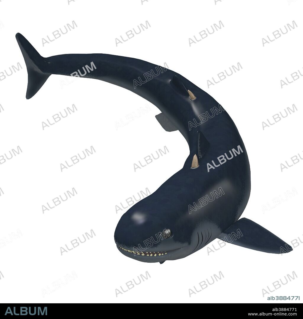 Cladoselache shark of the Paleozoic Era. Cladoselache is one of the first primitive predatory sharks that lived in the seas of North America in the Devonian Period.
