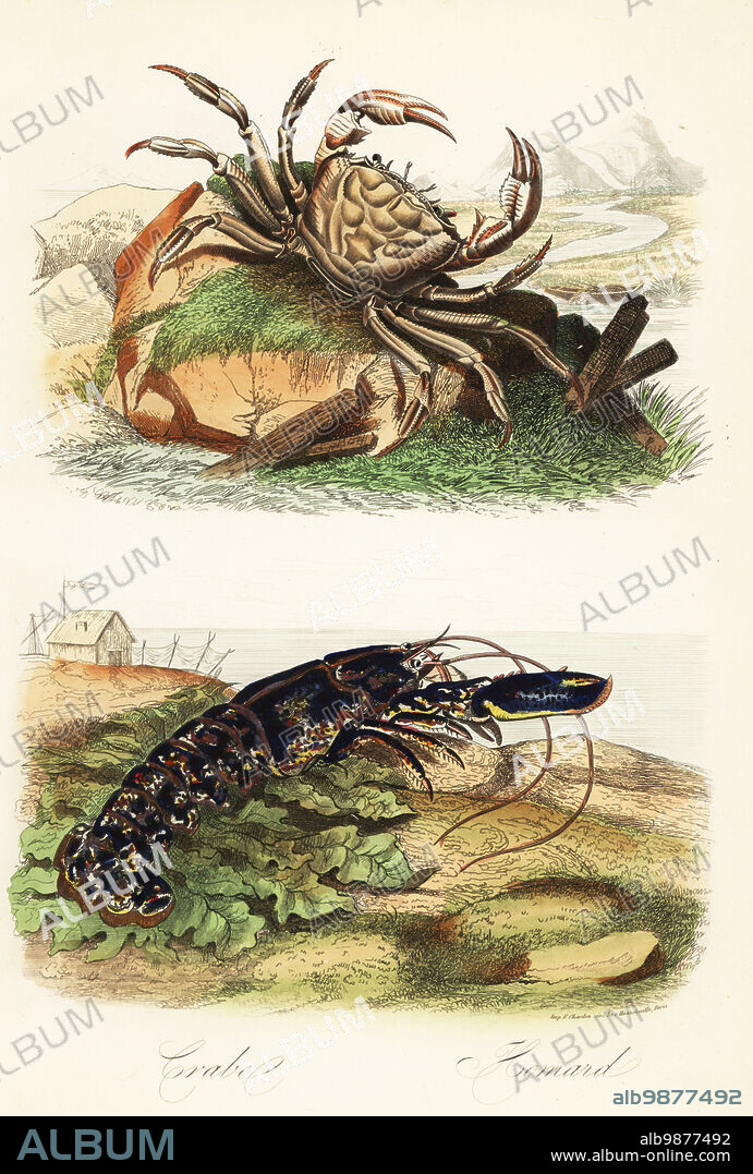 Tasmanian giant crab, Pseudocarcinus gigas, and European lobster, Homarus gammarus. Crabe geante, Homard. Handcoloured steel engraving printed by F. Chardon from Achille Comtes Musee dHistoire Naturelle, Museum of Natural History, Gustave Hazard, Paris, 1854.