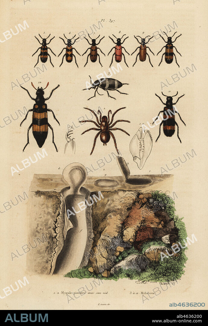 Mygalomorph trapdoor spider and its nest, and beetles, Mylabris species. Mygale pioniere et son nid, Mylabres. Handcoloured steel engraving by Pedretti from Felix-Edouard Guerin-Meneville's Dictionnaire Pittoresque d'Histoire Naturelle (Picturesque Dictionary of Natural History), Paris, 1834-39.