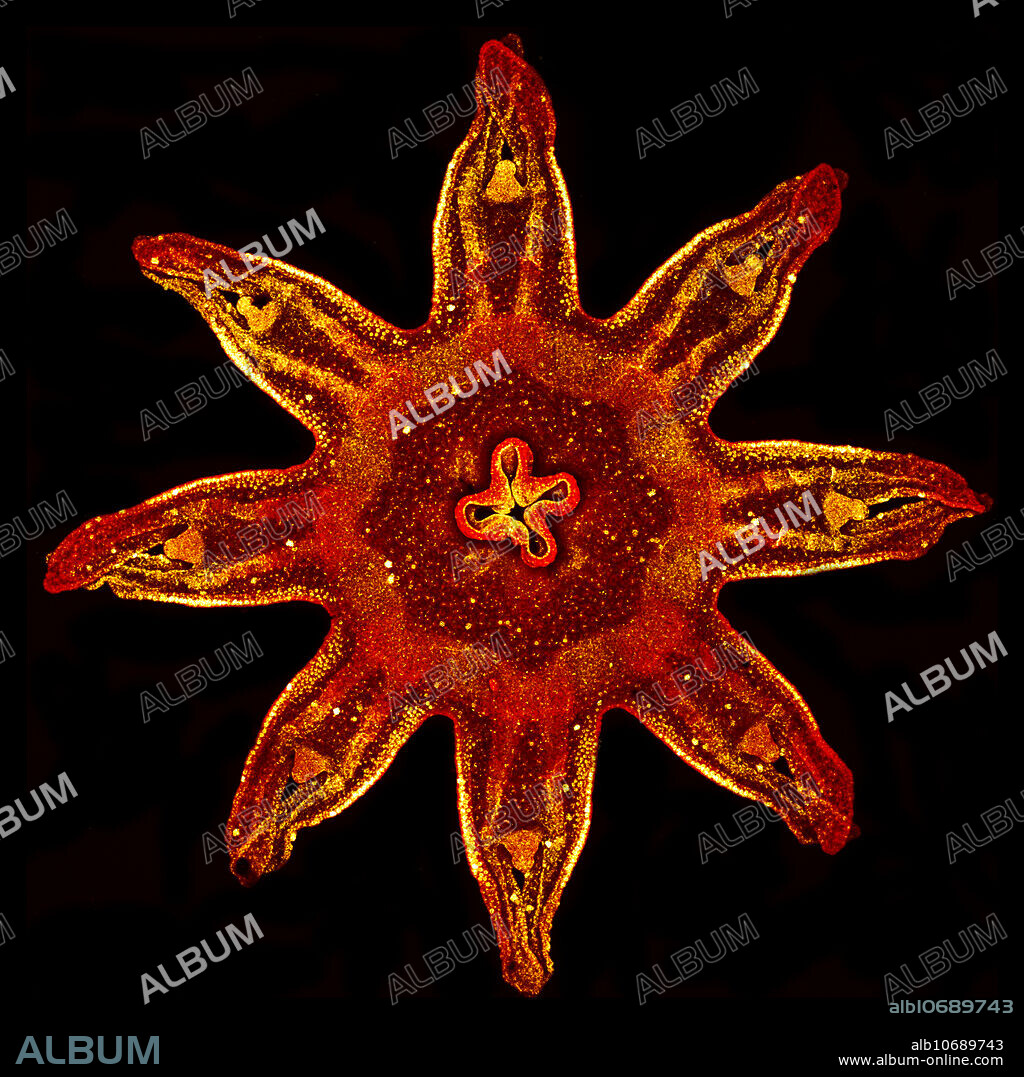 Ephyra of a Moon Jellyfish (Aurelia sp.). An ephyra is a larval stage in the life cycle of jellyfish.