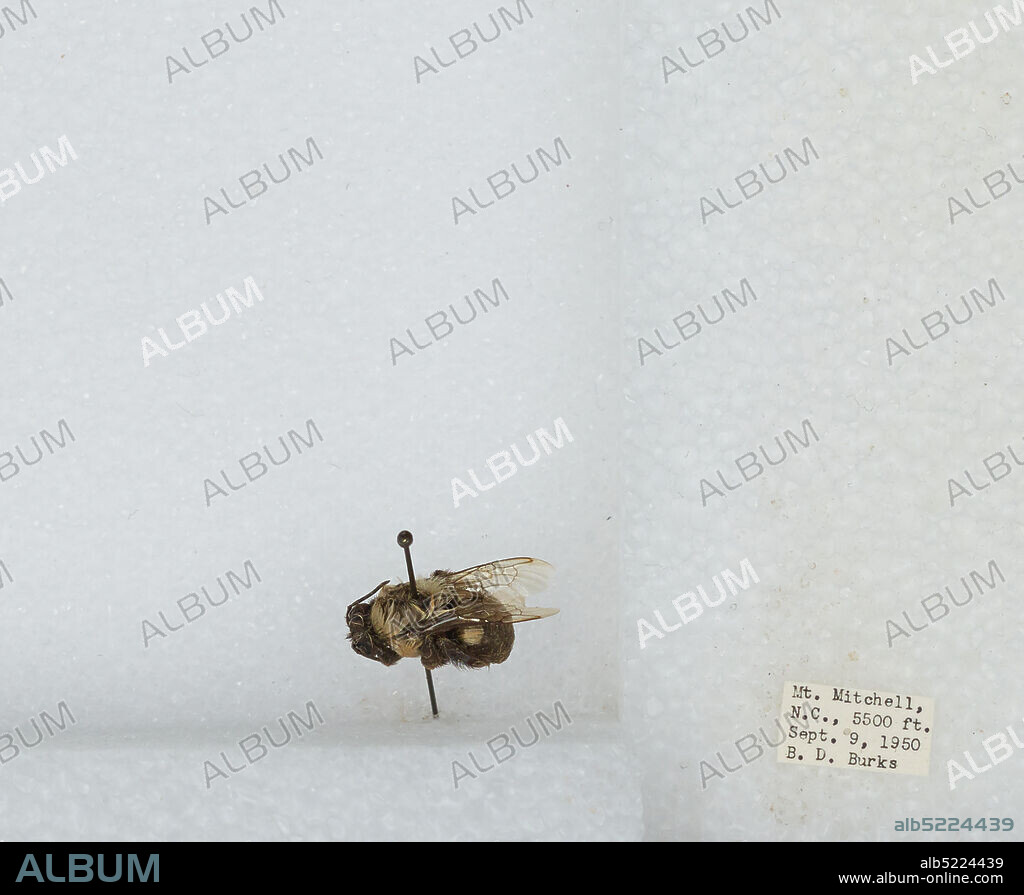 Mount Mitchell, Yancey, North Carolina, United States, Bombus sp., Animalia, Arthropoda, Insecta, Hymenoptera, Apidae, Apinae.