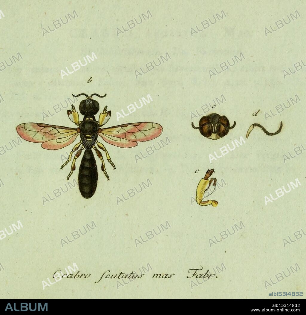 Favnae insectorvm Germanicae initia, oder, Deutschlands Insecten, Nürnberg, In den Felseckerschen Buchhandlung, 1796-1813 germany insects pictorial works dazzling diversity jacob sturm, The illustration features a detailed depiction of the insect known as Crabro scutatus, showcasing its distinguishing characteristics. The main figure on the left highlights the bee's body structure, including its wings and segmented abdomen. Additional smaller images display various anatomical features, such as a close-up of the head, a side view of the thorax, and a representation of its antennae and legs. Each part is labeled with letters to provide clarity on its anatomical segments, emphasizing the intricacy of this species within the ecosystem. The scientific name appears at the bottom, underscoring the illustration's educational purpose in entomology.