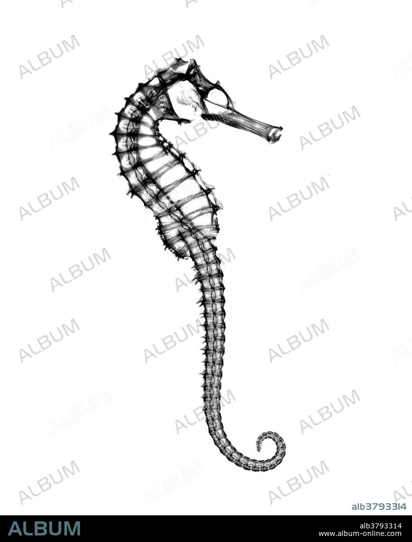 X-ray of Seahorse.