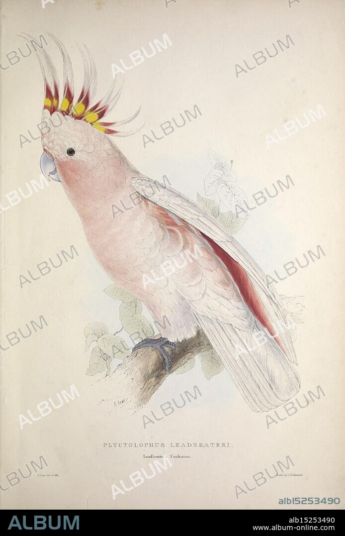 Illustrations of the Family of Psittacidae, or Parrots, London, Published by E. Lear, 1832, Parrots, Pictorial Works, Edward Lear, Edward Lear, Ornithology, Birds, A detailed illustration of a Leadbeater's cockatoo, showcasing its striking features. The bird is perched gracefully on a branch, with its soft pink plumage prominently displayed. Its crest is adorned with vibrant yellow and red feathers, adding to its distinctive appearance. The intricate details highlight the textures of the feathers and the delicate nature of its facial expressions. Surrounding the bird are subtle hints of foliage, emphasizing its natural habitat. The caption at the bottom identifies the species as Phycitophus leadbeateri, acknowledging its scientific classification.