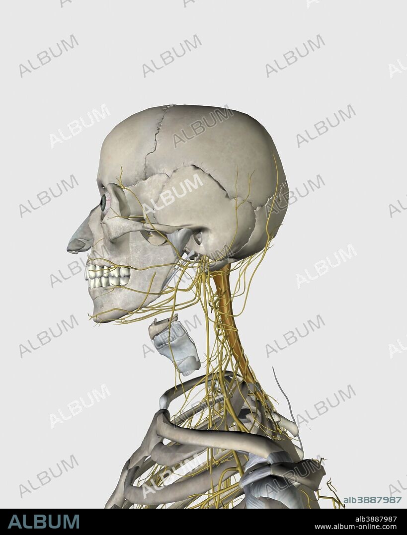 Medical illustration showing thyroid cartilage and nerves around human neck and head area.