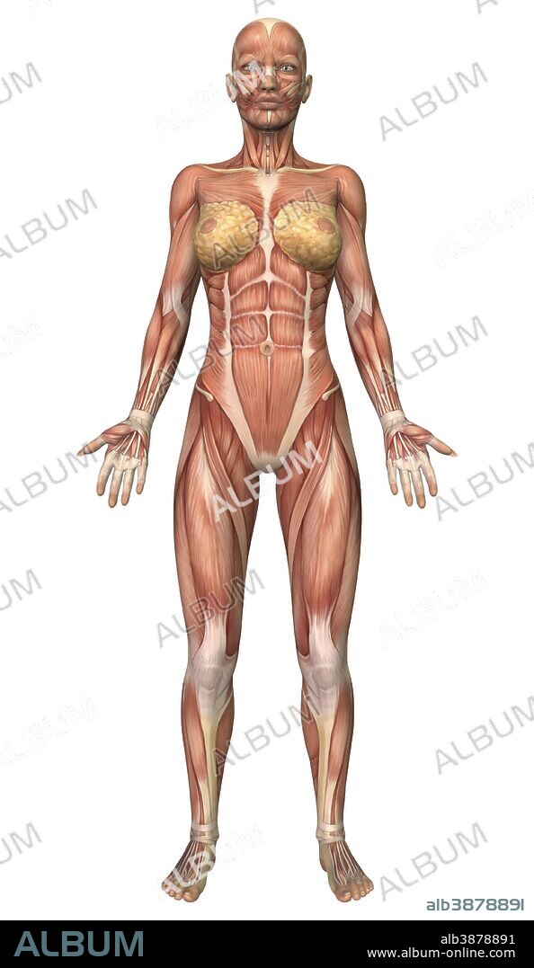 Female muscular system, front view.