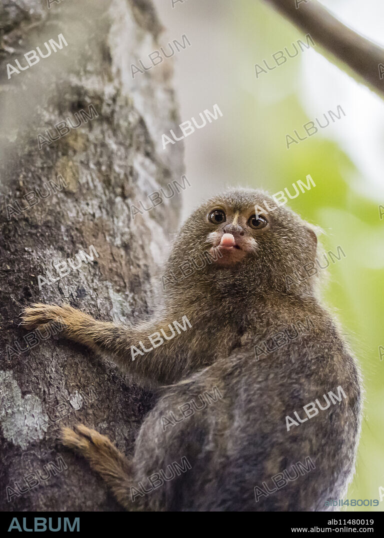 Adult pygmy marmoset (Cebuella pygmaea), Lake Clavero, Amazon Basin, Loreto, Peru, South America.