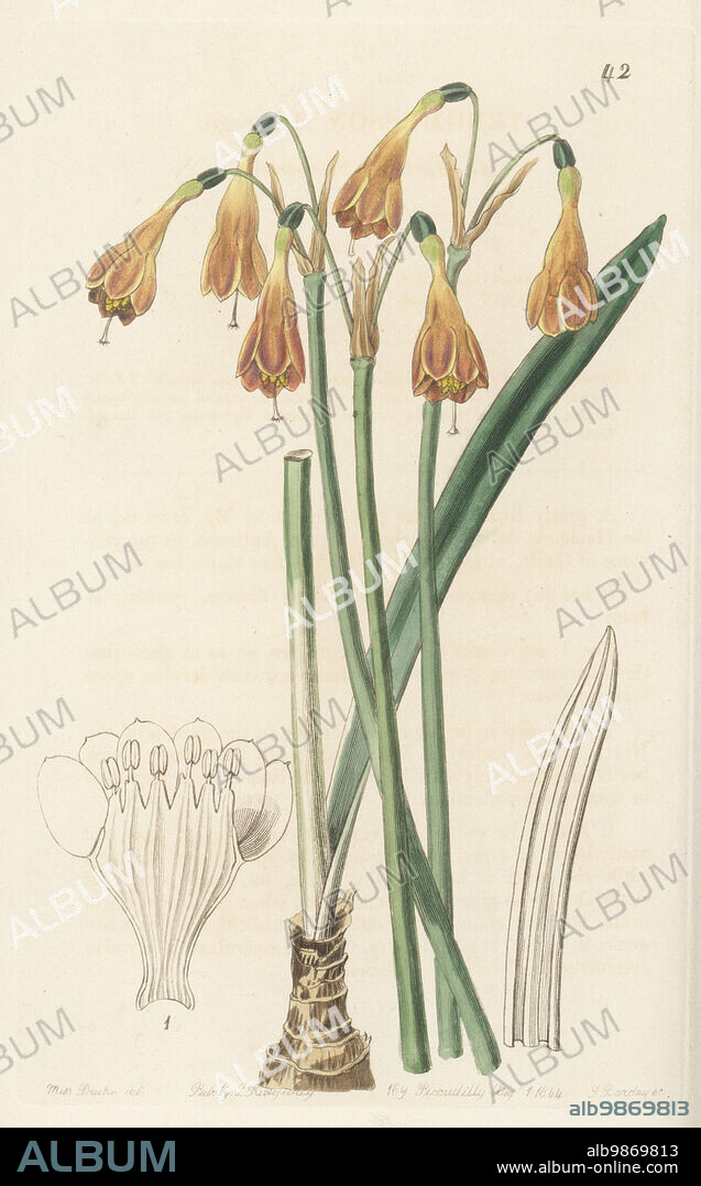 Stenomesson aurantiacum. Native to Colombia, Ecuador and Peru. Found by plant hunter Karl Theodor Hartweg at the Hacienda of Ixo, Quito province, Peru. Mr. Hartweg's stenomesson, Stenomesson hartwegii. Handcoloured copperplate engraving by George Barclay after a botanical illustration by Sarah Drake from Edwards Botanical Register, continued by John Lindley, published by James Ridgway, London, 1844.