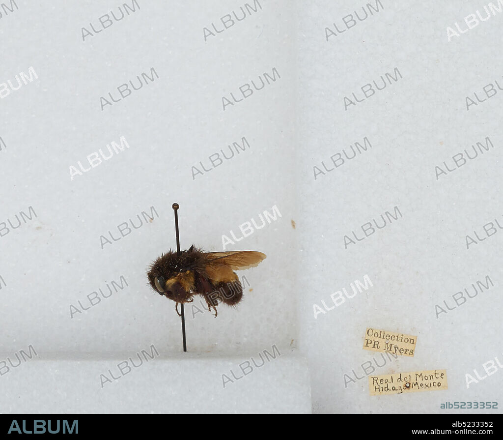 Real del Monte, Hidalgo, Mexico, Bombus sp., Animalia, Arthropoda, Insecta, Hymenoptera, Apidae, Apinae.