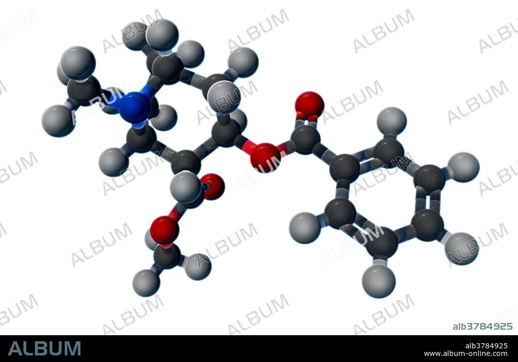 A molecular model of cocaine (C17H21NO4), a stimulant and appetite suppressant drug, obtained from coca plant leaves, which produces low doses of anesthesia.  Cocaine's properties allow it to pass through the blood-brain barrier more easily than other psychoactive chemicals.  The drug's addictive nature makes more dangerous than other stimulants, as higher doses can lead to sudden cardiac death.  Atoms are colored dark gray (carbon), light gray (hydrogen), red (oxygen), and blue (nitrogen).