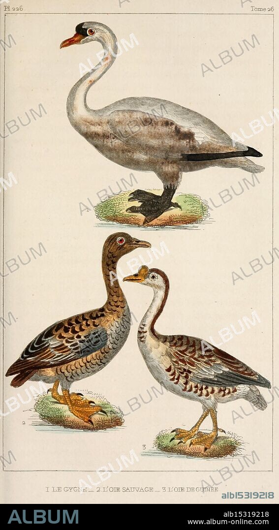 Oeuvres complètes de Buffon, Paris, F. D. Pillot, 1830-32 [v. 1, 1831]. Cygnus cygnus, Anser anser, Anser cygnoides, Anas cygnoides, Anas cygnus, The illustration features a prominent swan at the top, showcasing its elegant form and graceful neck. Below it, two types of geese are illustrated side by side, presenting distinct features and textures. The goose on the left exhibits a more rustic appearance with intricate feather patterns, while the one on the right has a sleeker, more refined look with vibrantly depicted markings. Each bird is rendered with attention to anatomical details, emphasizing their unique characteristics and natural beauty.