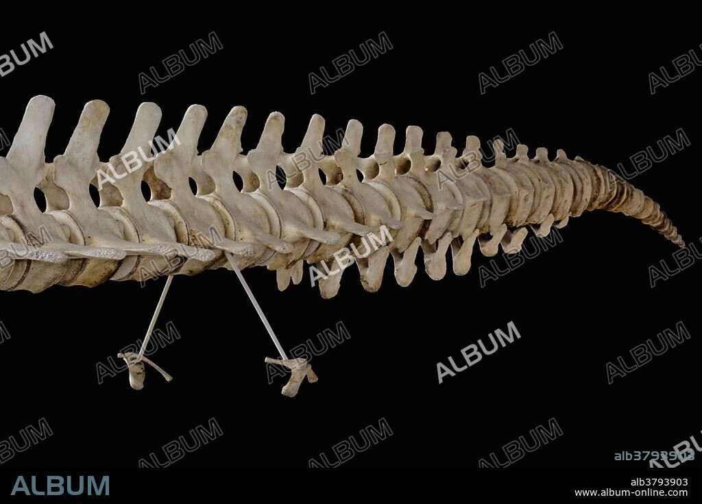 Skeleton of a North Atlantic Right Whale (Eubalaena glacialis) showing vestigial pelvic bones. Specimen at Museum of the Earth, Ithaca, New York, USA.