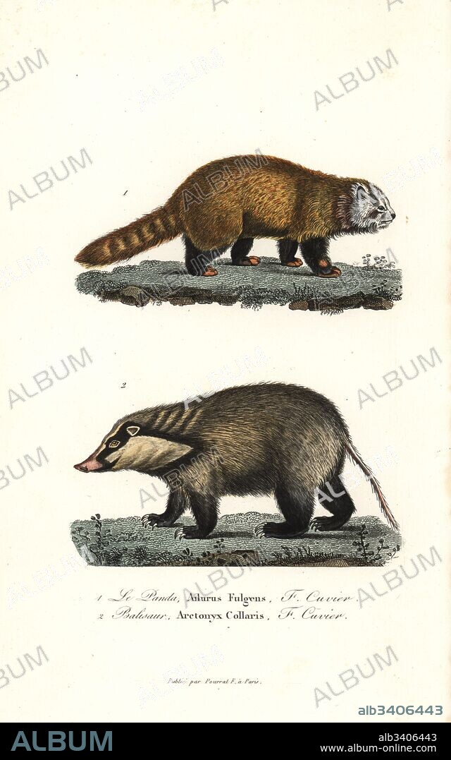 Red panda or lesser panda, Ailurus fulgens (endangered), and hog badger, Arctonyx collaris. Handcoloured copperplate engraving from Rene Primevere Lesson's Complements de Buffon, Pourrat Freres, Paris, 1838.