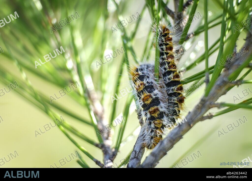 oruga procesionaria del pino (Thaumetopoea pityocampa), Algaida, Mallorca, balearic islands, Spain.