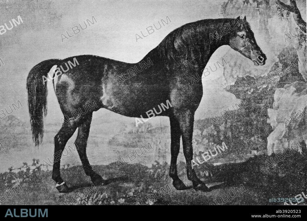 'Marske', 1911. Marske (1750-July 1779) was a Thoroughbred racehorse, best known as siring the great Eclipse. From British Sports and Sportsmen Part 1. [British Sports and Sportsmen, London, 1911].