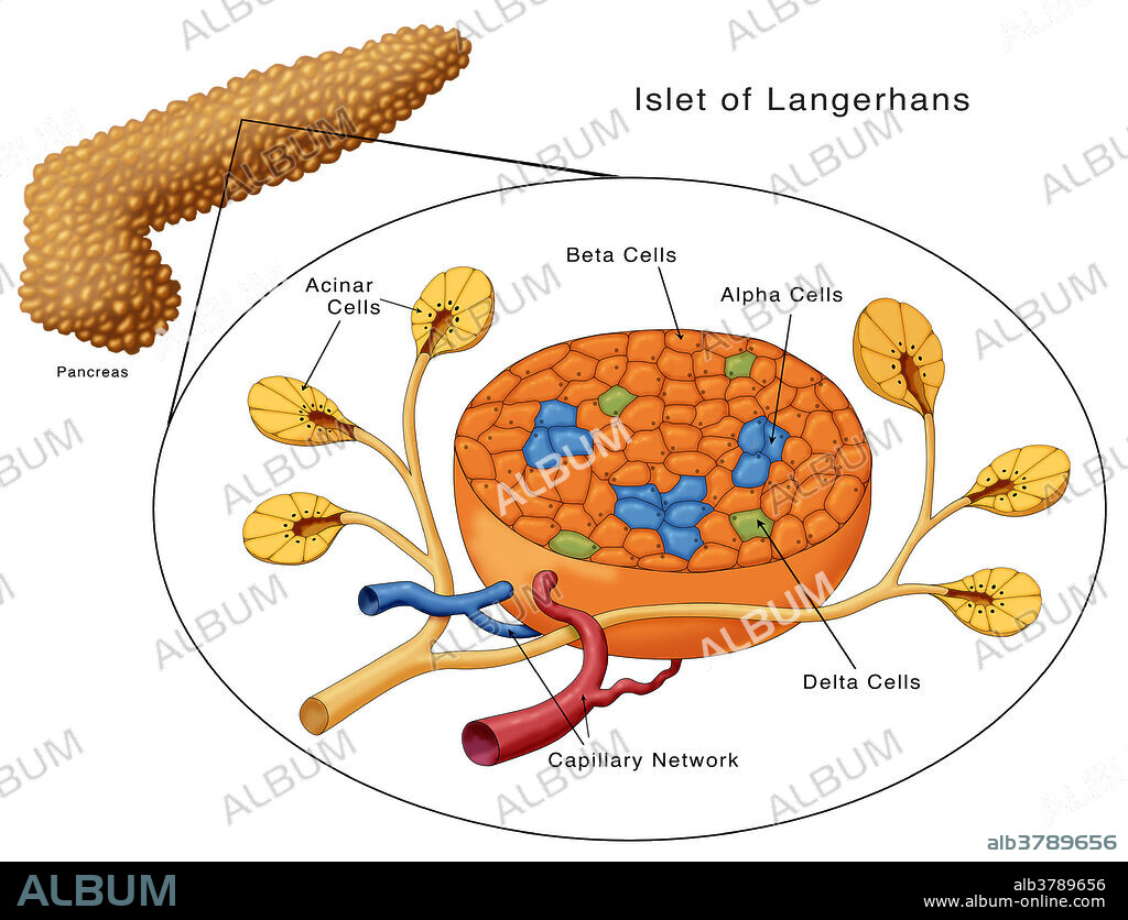 Islets of Langerhans, Diagram