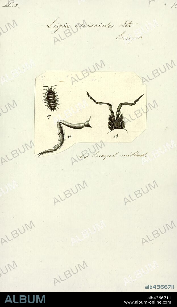 Ligia oniscides, Print, Ligia is a genus of isopods, commonly known as rock lice or sea slaters. Most Ligia species live in tidal zone cliffs and rocky beaches, but there are several fully terrestrial species in high humidity environments.