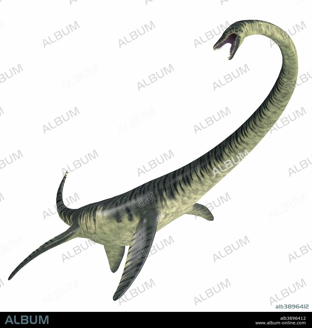 Elasmosaurus aquatic reptile. Elasmosaurus was a marine plesiosaur reptile that lived in North America seas during the Cretaceous Period.