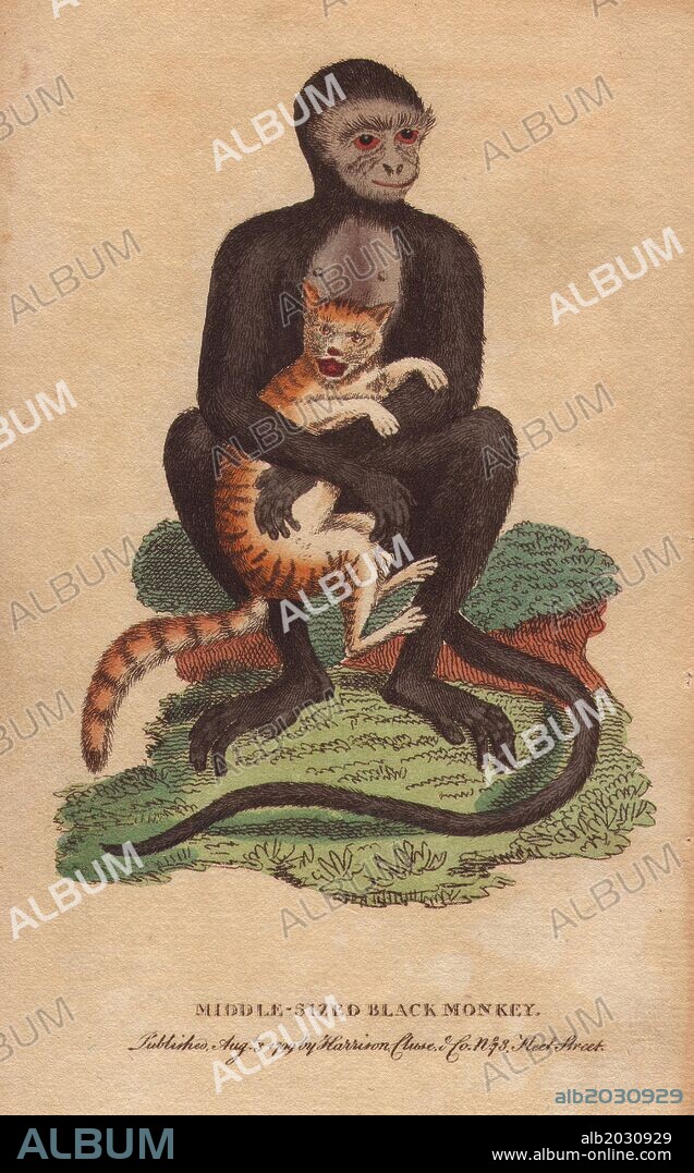 Middle sized black monkey (langur). . Cercopithecus maurus. . "This monkey, says George Edwards, was about the size of a large cat and of a gentle nature, in regard to hurting any one. He loved playing with a kitten, as most monkeys do.". . Handcoloured copperplate engraving from "The Naturalist's Pocket Magazine; or, Complete Cabinet of the Curiosities and Beauties of Nature" (1798~1802) published by Harrison, London.