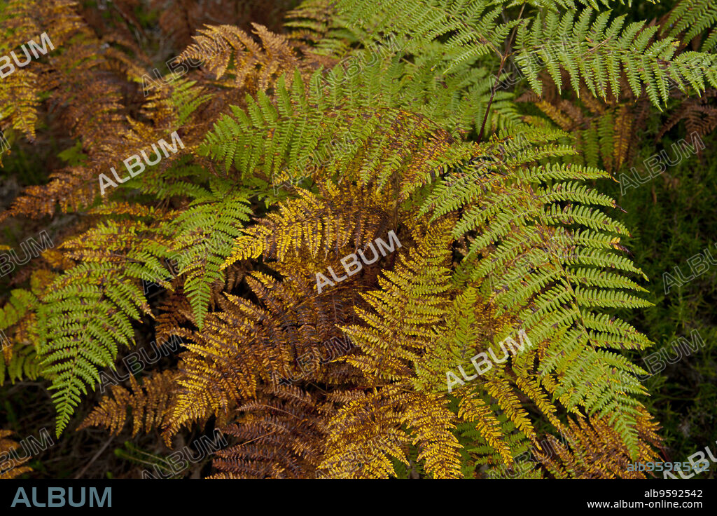 Helecho común,Pteridium aquilinum.Prat de Cúber.Municipio de Escorca.Sierra de Tramuntana.Mallorca.Islas Baleares. Spain.