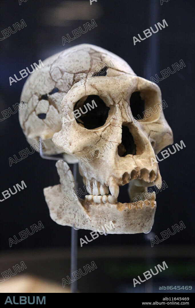 Homo Erectus Georgicus (Dmanisi, Georgia). -1,8 millions years ago. Technology: Mode 1 (Oldowan). Brain Size: 600-700 cm3. Medium Pleistocene. Museum of Human Evolution. Burgos, Spain.