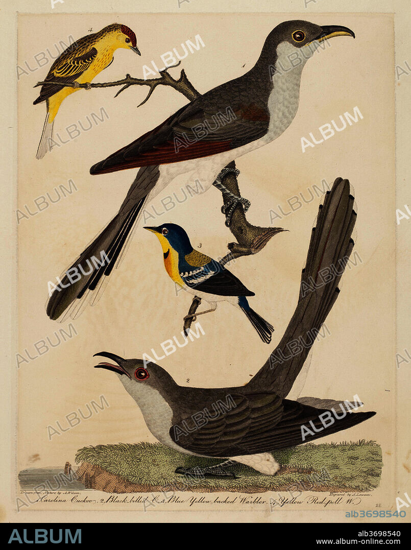 ALEXANDER LAWSON AFTER ALEXANDER WILSON. Carolina Cuckoo, Black-billed Cuckoo, Blue Yellow-backed Warbler, and Yellow Red-poll Warbler. Dated: published 1808-1814. Dimensions: plate: 32.7 x 25.2 cm (12 7/8 x 9 15/16 in.)  sheet: 40 x 29.7 cm (15 3/4 x 11 11/16 in.). Medium: hand-colored engraving with etching on wove paper.