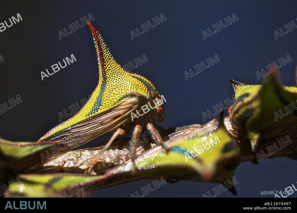 Thorn bugs (Umbonia crassicornis), a type of treehopper.