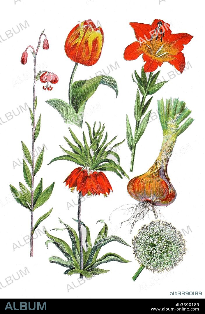 Turk's cap lily, Lilium martagon (left),  crown imperial, imperial fritillary or Kaiser's crown, Fritillaria imperialis (bottem, 2. von left), bulb onion or common onion, Allium cepa (right bottem und center), garden tulip, Tulipa gesneriana (top center), orange lily, Lilium bulbiferum (top right).