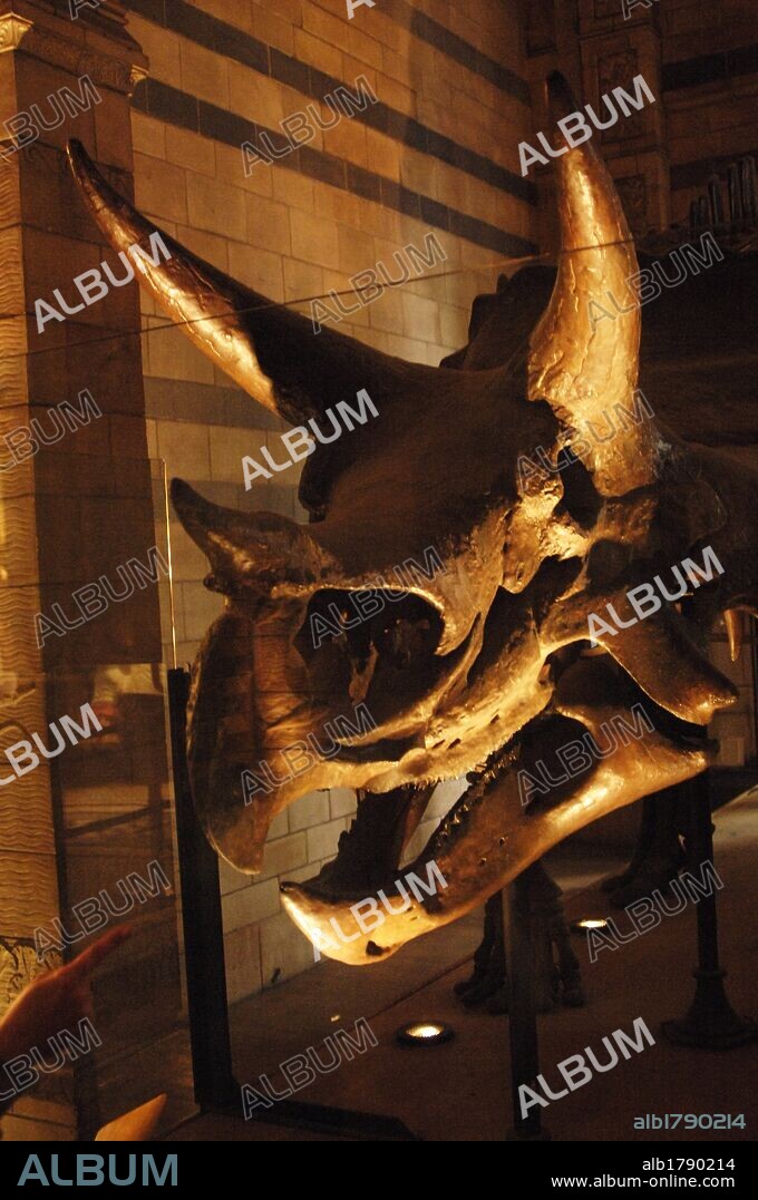 CABEZA de TRICERATOPS. Dinosaruio ceratopsiano ceratópsido. Vivió en el Cretácico Superior en el Mastrichtiano. 67-65 millones de años. Museo de Historia Natural. Londres. Inglaterra. Reino Unido.
