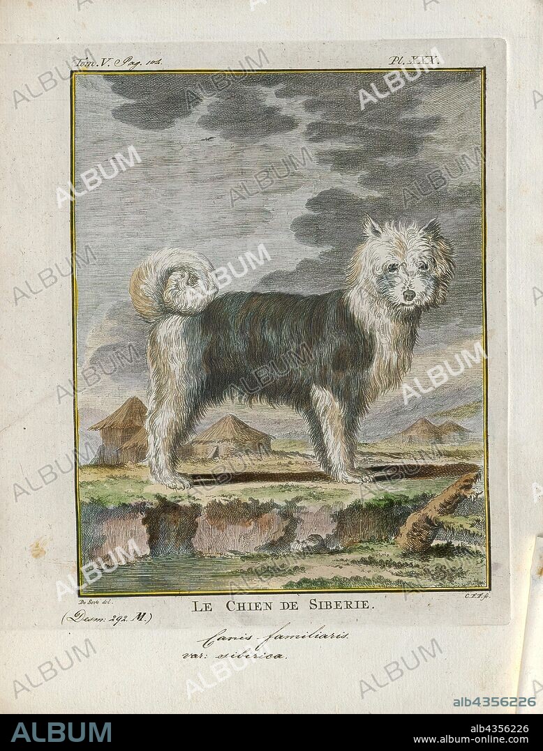 Canis lupus familiaris, Print, The domestic dog (Canis lupus familiaris when considered a subspecies of the wolf or Canis familiaris when considered a distinct species) is a member of the genus Canis (canines), which forms part of the wolf-like canids, and is the most widely abundant terrestrial carnivore. The dog and the extant gray wolf are sister taxa as modern wolves are not closely related to the wolves that were first domesticated, which implies that the direct ancestor of the dog is extinct. The dog was the first species to be domesticated and has been selectively bred over millennia for various behaviors, sensory capabilities, and physical attributes., 1700-1880.