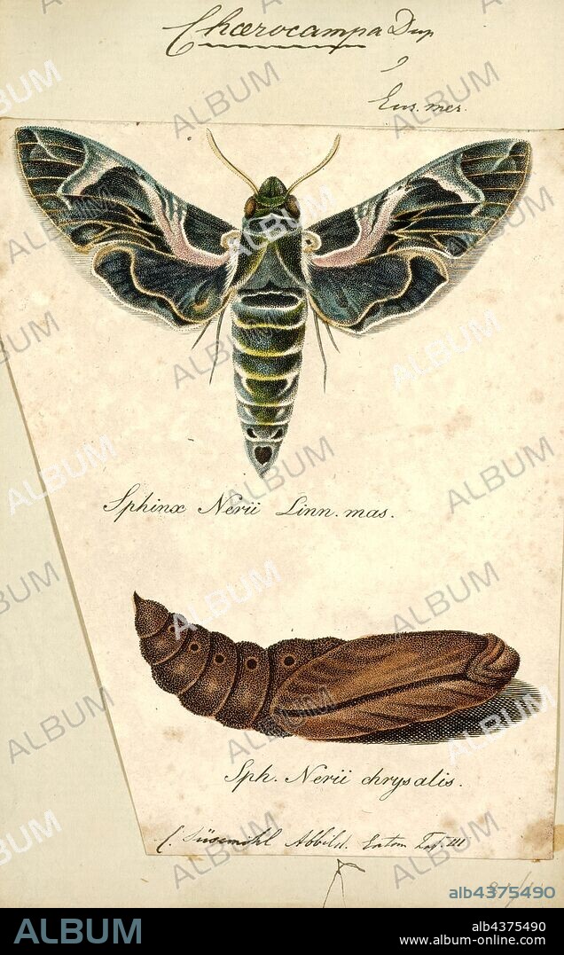 Choerocampa, Print, The genus Deilephila is part of the family Sphingidae, the hawk-moths or sphinxes. The genus was erected by Jakob Heinrich Laspeyres in 1809. It consists of a small number of Palearctic species most of which have common names involving the phrase "elephant hawk moth". They include the elephant hawk moth, Deilephila elpenor, the small elephant hawk moth (D. porcellus) and the Chitral elephant hawk moth (D. rivularis). The oleander hawk moth is sometimes classified in this genus as D. nerii, but sometimes treated in genus Daphnis.