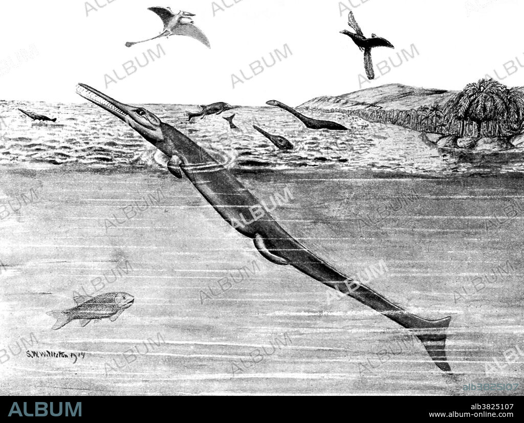Metriorhynchus comprised about a dozen known species, making this one of the most common marine reptiles of the late Jurassic period. This prehistoric crocodile was characterized by its lack of scales (its smooth skin probably resembled that of its fellow marine reptiles, the ichthyosaurs) and its lightweight, porous skull, which presumably enabled it to poke its head out of the surface of the water while the rest of its body floated underneath at a 45-degree angle. Illustration originally captioned: An Upper Jurassic crocodile by S.W. Williston, 1914, from unidentified source.